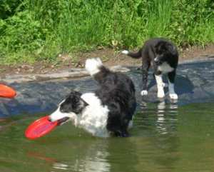 20110827Merlin3 058 (2).jpg